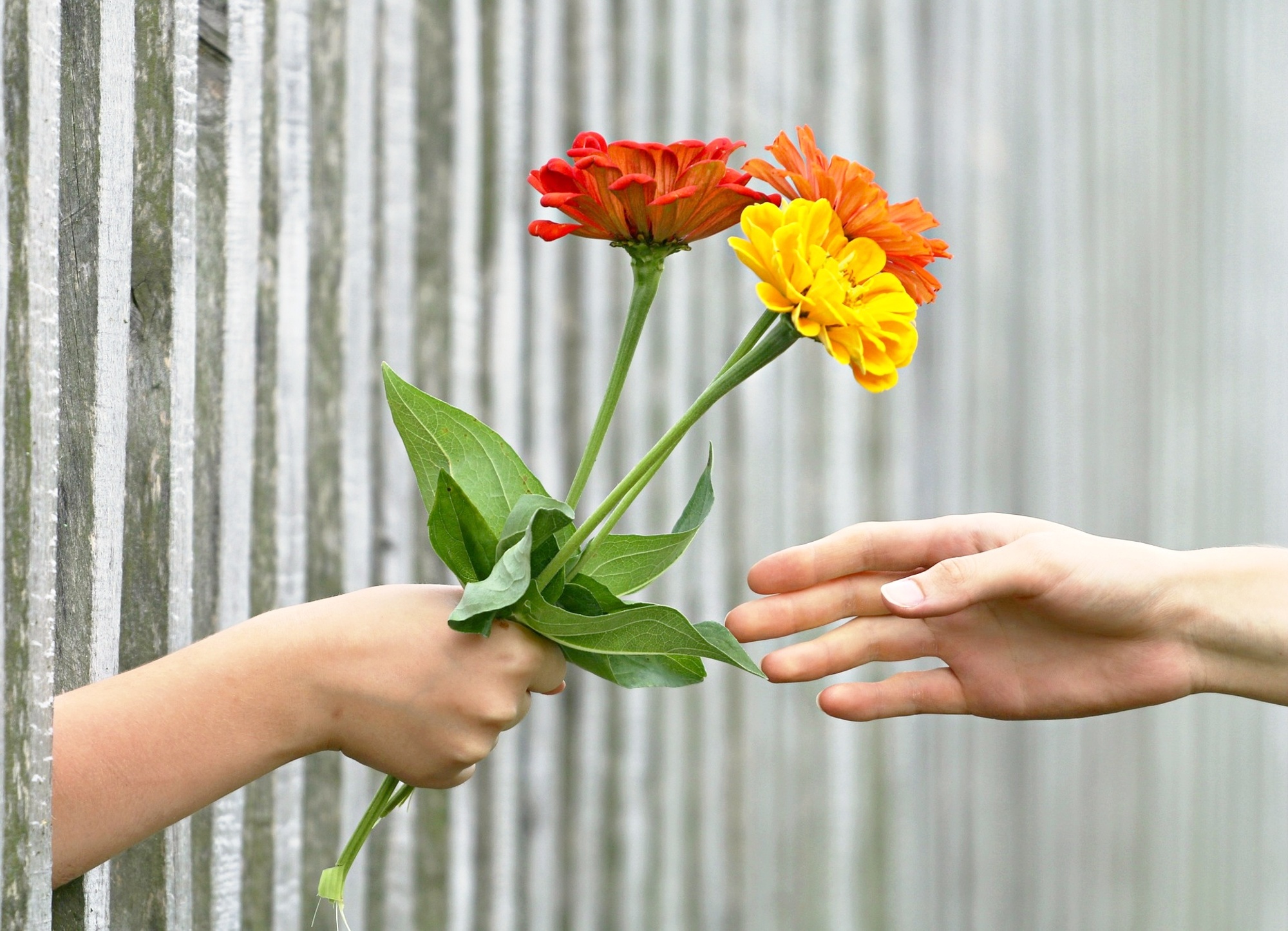 Odměna v podobě kytice